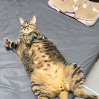 人間のベッドの上でひっくり返っている猫