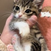 膝の上で抱っこされている子猫