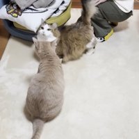 座る短毛猫の前で顔をあげる長毛猫