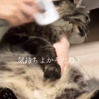 されるがままの猫