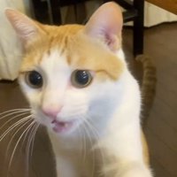 飼い主の手を自分の前足で引き寄せる猫