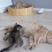 赤ちゃんにお乳を吸わせながら目を細めるミミさん