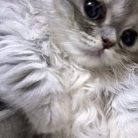 くつろぐ猫の写真