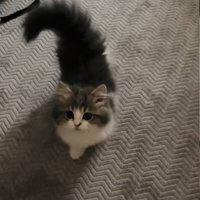ママさんのもとに駆けてくる子猫