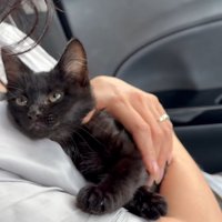 抱っこされる子猫