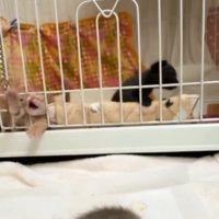 ケージの中から前足を伸ばす子猫