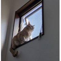 窓際の猫