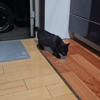 家に入ってきた子猫