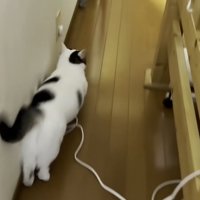 駆け下りる豆大福