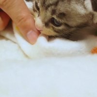 毛布で包み中