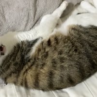 要求してくるミックくん