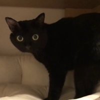 じーっと見つめたままベッドへ入る猫