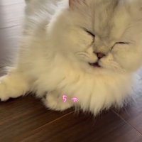 口をもぐもぐさせる子猫