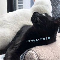 白猫に乗られながら天井の方を見つめる黒猫