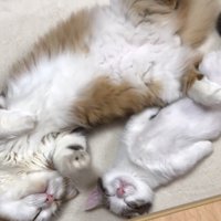 逆さま