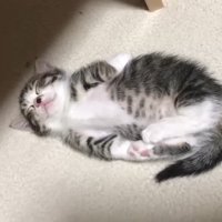 オハナくんのアップ