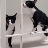 柱のそばに立っている2匹のハチワレ猫