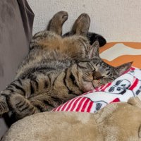 目を閉じて気持ちよさそうに眠る猫