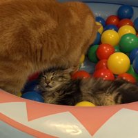 寝ている子猫と立っている成猫