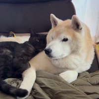 犬を押さえつける猫
