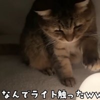 こたつの中の猫