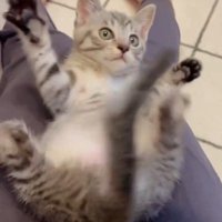 手足を広げる猫