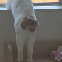 猫の小さなしっぽ