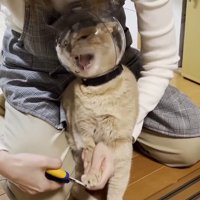 ヘルメット