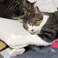 布団の上で一緒に寝るキジ白猫とキジトラ猫