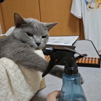 ボトルを見る猫の写真2
