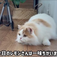おもちゃを見てお尻を振る猫
