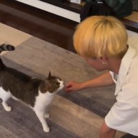 男性の顔を凝視する猫