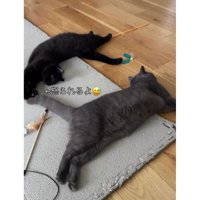 室内にいる猫たち