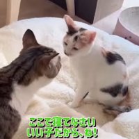 猫ベッドにしぐれちゃんを降ろすそぼろくん