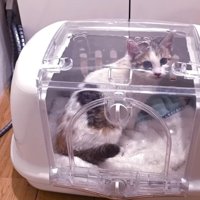 キャリーの中にいる子猫