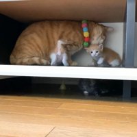 潜る子猫