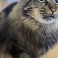 飼い主の手を見つめる猫
