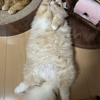 右手をあげている猫