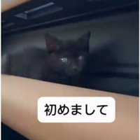 車にいる猫