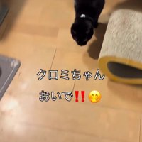 ベランダに出ようとする猫