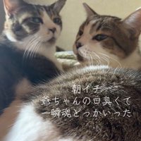 カメラを振り返る2匹の猫