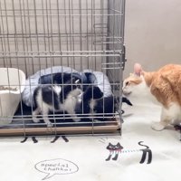 尻尾を嗅ぐむぎくん