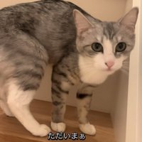 上目遣いの猫