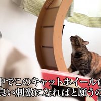 テロップ「そんな中で～」