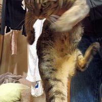 持ち上げられる猫