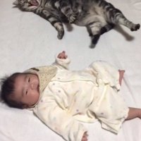 あくびをする猫