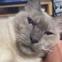 カメラ目線の猫