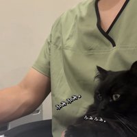 飼い主の足の上でかまってアピールをするミックス猫