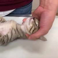 検査を受ける猫