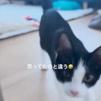 床の上を歩いている猫